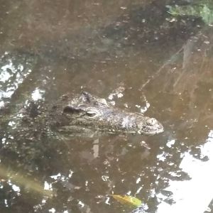 Reptile Discovery Center - Cuban Crocodile