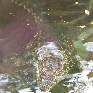 Reptile Discovery Center - Cuban Crocodile