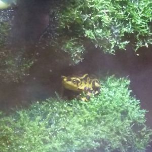 Reptile Discovery Center - Panamanian Golden Frogs