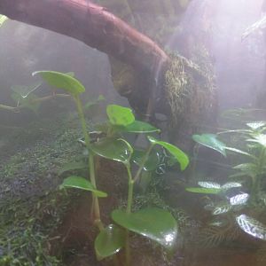 Reptile Discovery Center - Green Poison Frog