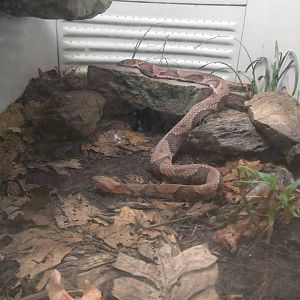 Reptile Discovery Center - Northern Copperhead