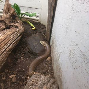 Reptile Discovery Center - European Glass Lizard