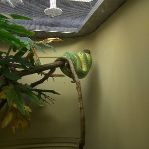Reptile Discovery Center - Emerald Tree Boa
