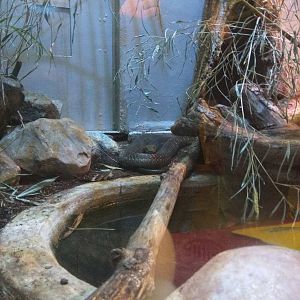 Reptile Discovery Center - King Cobra
