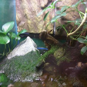 Reptile Discovery Center - Mossy Frog