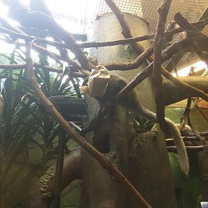 Small Mammal House - Coppery Titi Monkey