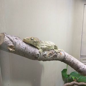 Reptile Discovery Center - New Caledonian giant gecko
