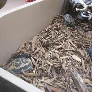 Reptile Discovery Center - Spider Tortoise