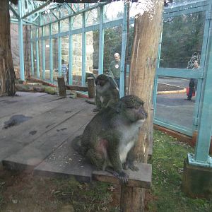 Think Tank - Allens Swamp Monkey