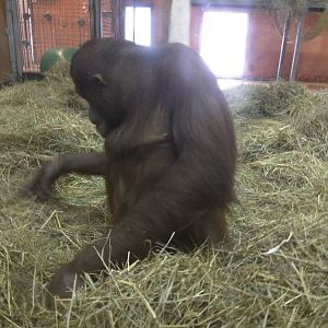 Think Tank - Bornean Orangutan, Happy Birthday Batang!