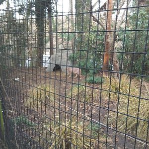 Great Cats - Caracal