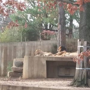 Great Cats - African Lion