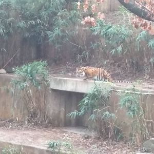 Great cats - Sumatran Tiger