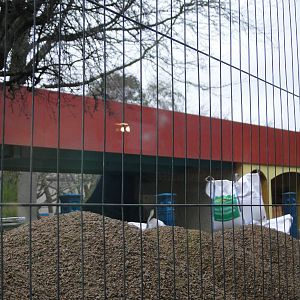 Land of the Lions Sunday 27th December 2015 - 18 of 25