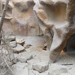 Africa House - Dwarf mongoose enclosure