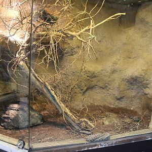 Africa House - African egg-eating snake exhibit