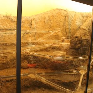 Africa House - Naked mole-rat exhibit