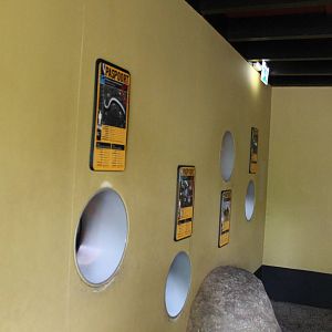 Africa House - Wall with invertebrate exhibits