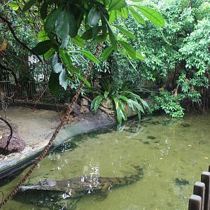 Africa House - Exhibit for African slender-snouted crocodiles