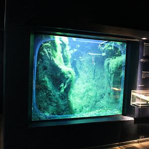 Biochron - Aquarium for spotted gars