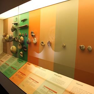Biochron - Evolution of cephalopods display