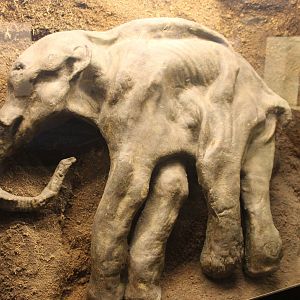 Biochron - Replica of woolly mammoth young