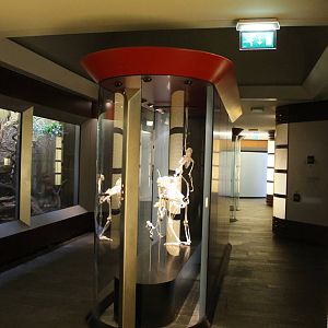 Biochron - Evolution of humans room