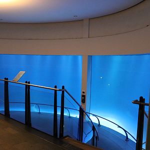 Biochron - Lemon shark tank