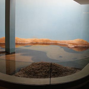 Biochron - Horseshoe crab exhibit