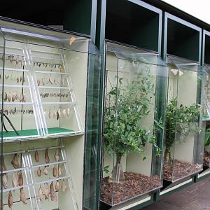 Biochron - Caterpillar and pupa display