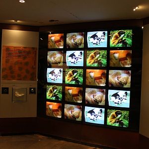 Biochron - Nursing mammals display