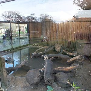 Asian Short-clawed Otter Indoor Area