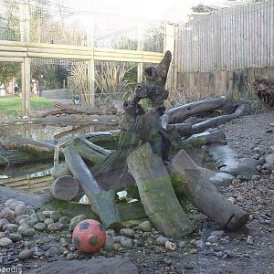 Asian Short-clawed Otter Outdoor Area