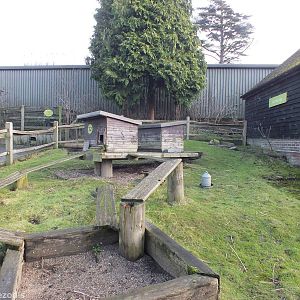 Guinea Pig Enclosure
