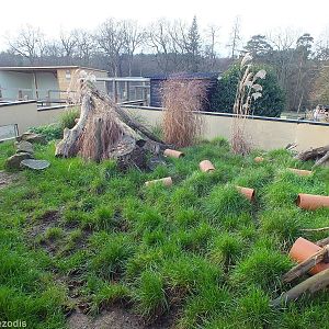 Dwarf Mongoose Outdoor Enclosure