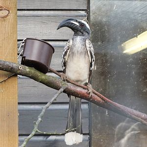 African Grey Hornbill