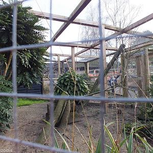African Grey Hornbill Aviary