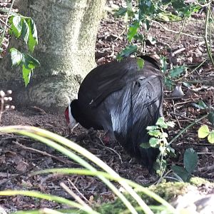 Free-ranging Brown Eared-pheasant