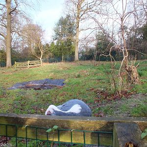 White-naped Crane Paddock