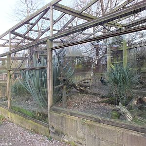 'South American' Aviary