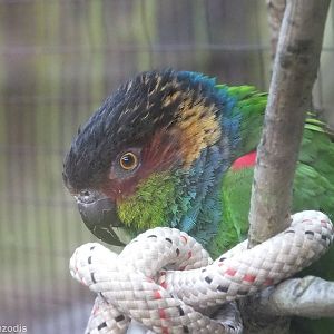 Blue-throated Conure