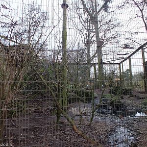 Large Bald Ibis (and other species) Aviary