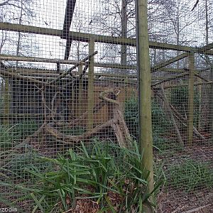 Coati Enclosure
