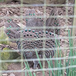 Grey Peacock-pheasant Displaying