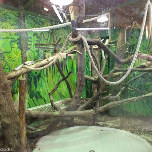 Utila Spinytail Iguana Enclosure