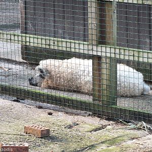 Hungarian Woolly Pig