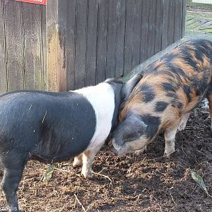 Sandy and Black and Saddleback Pigs
