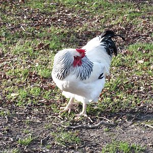 Light Sussex Chicken