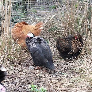 Breed? (the chickens)