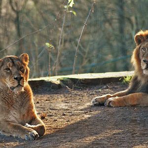 Asiatic lions